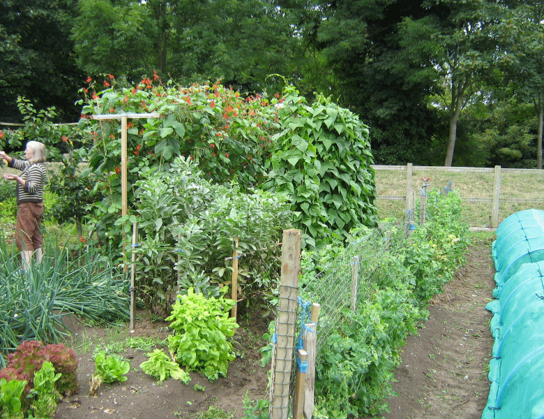 How can Having an Allotment Plot Mean a Healthier Way of Life?